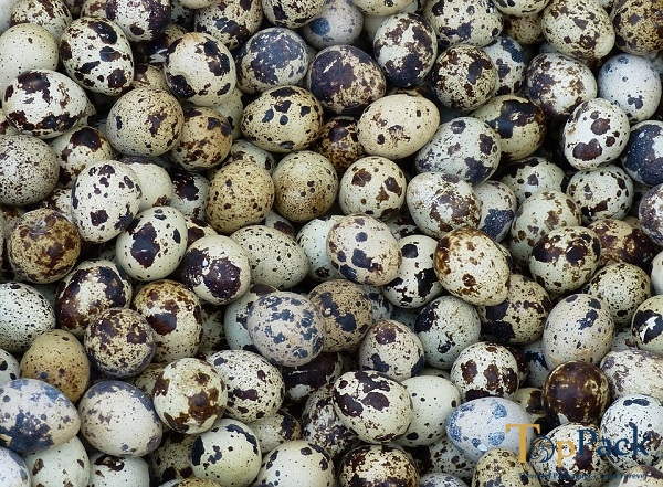 Singapore dừng nhập khẩu trứng chim cút Malaysia