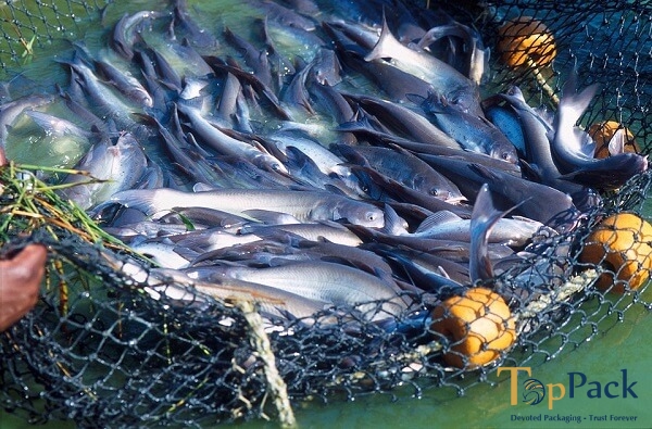 Việt Nam đã đủ điều kiện xuất khẩu sản phẩm cá sang Mỹ